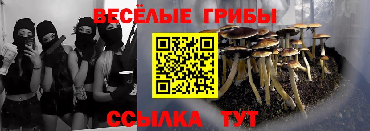 Псилоцибиновые грибы Cubensis Сосновый Бор